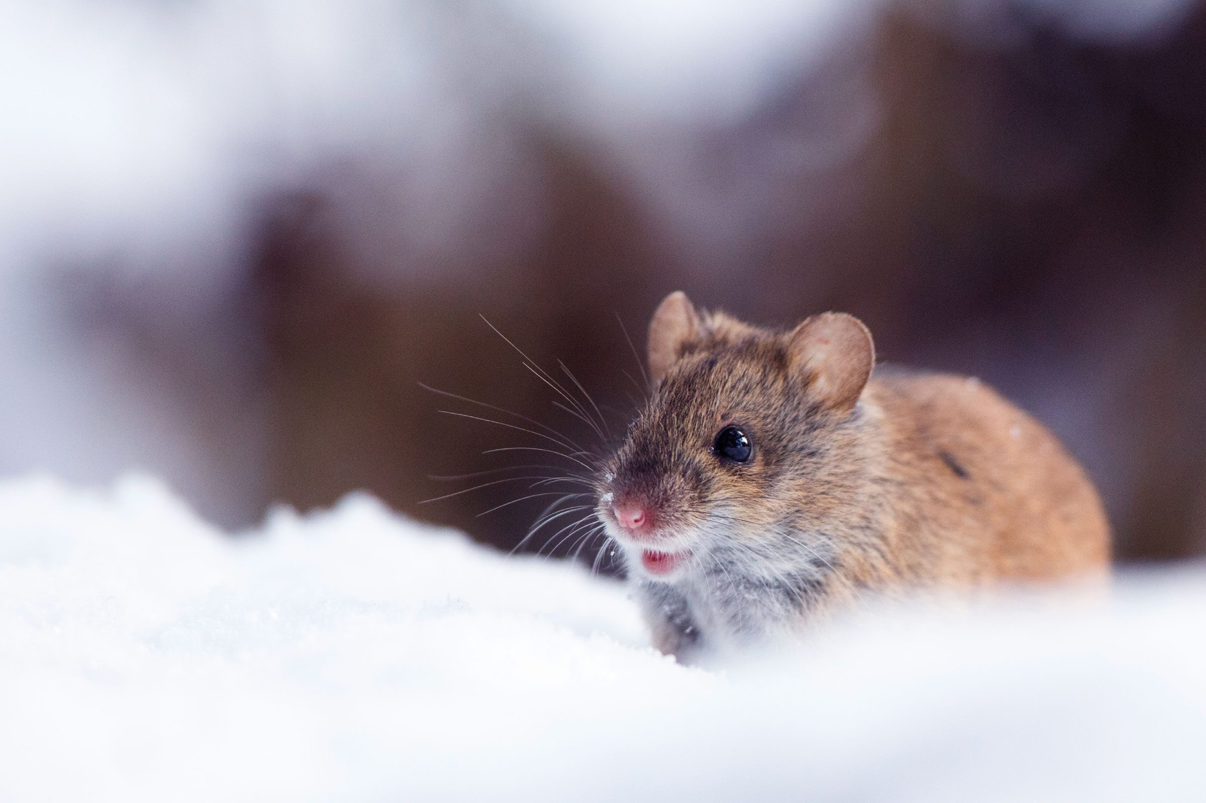 mouse