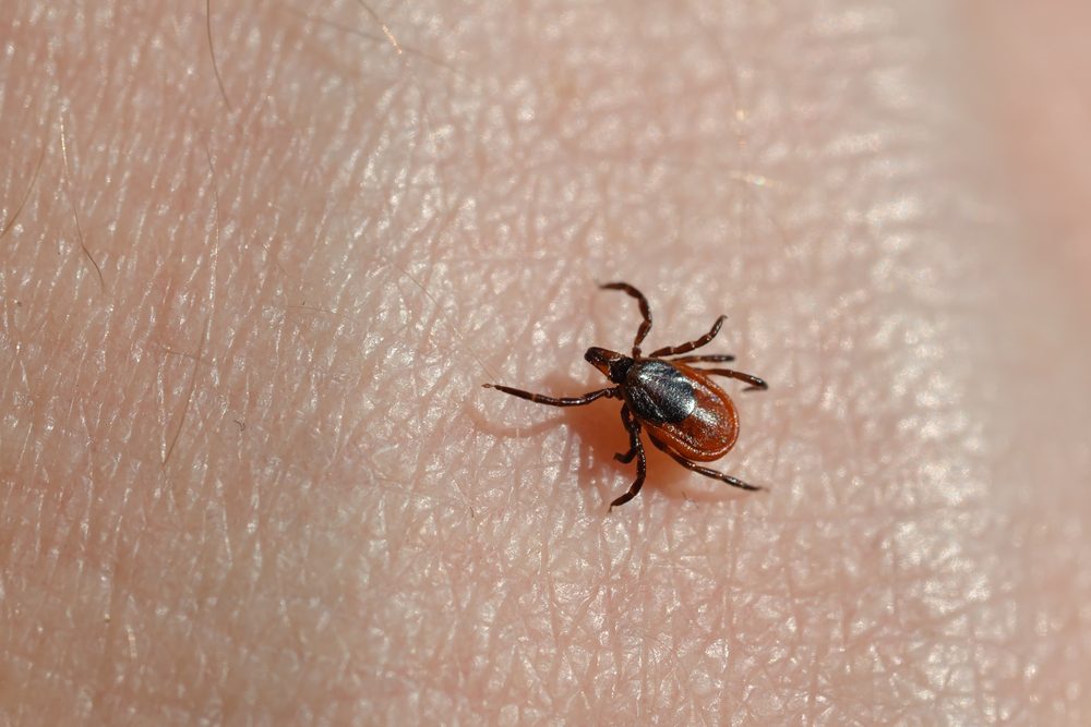 Ixodes scapularis tick crawling on skin