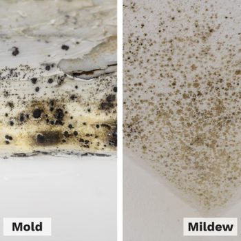 Mold Vs Mildew Side By Side