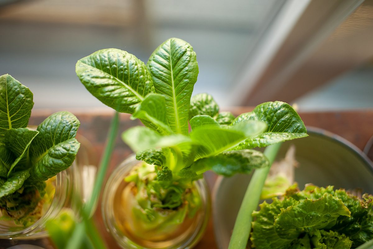 indoor hydroponic garden