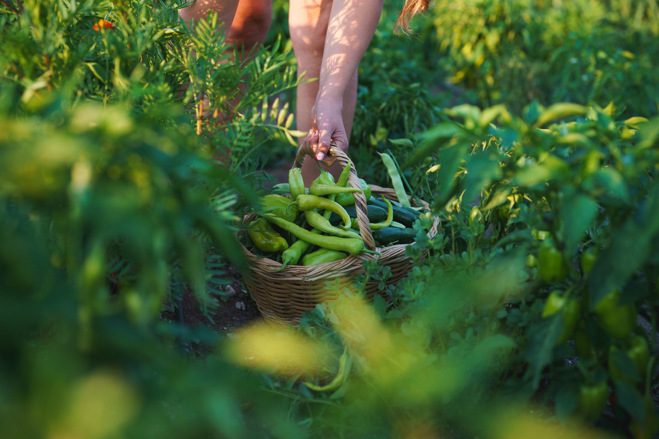 Close up to homegrown produce
