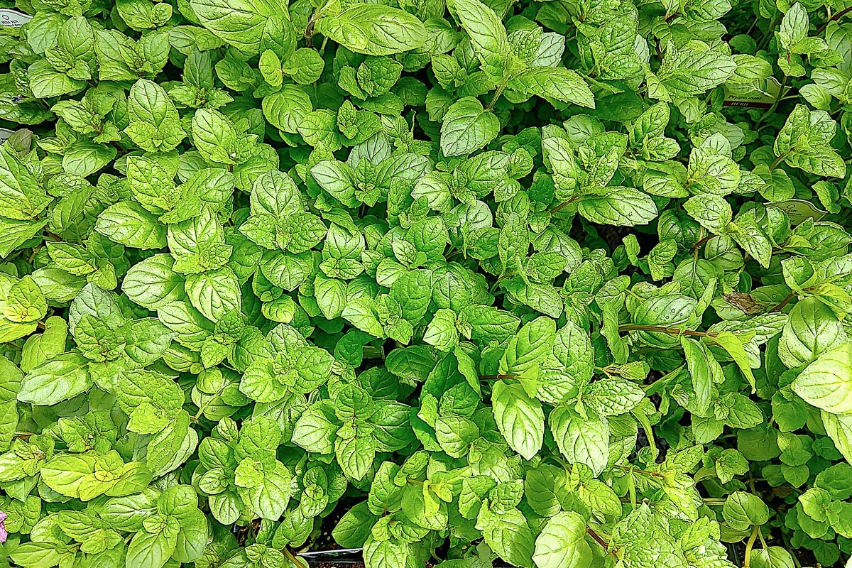 organic peppermint